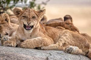 thank you page lion cubs
